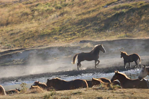 A serene moment of wild horses galloping freely across a lush green landscape at dawn.