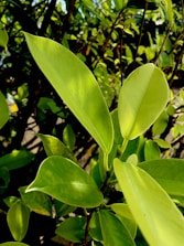 Bright green moringa leaves under sunlight highlighting texture.