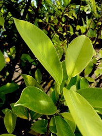 Bright green moringa leaves under sunlight highlighting texture.