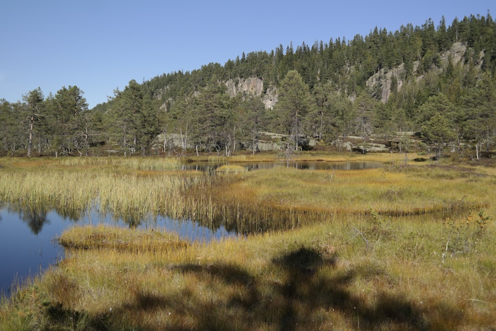 a small pond surrounded by tall grass and trees