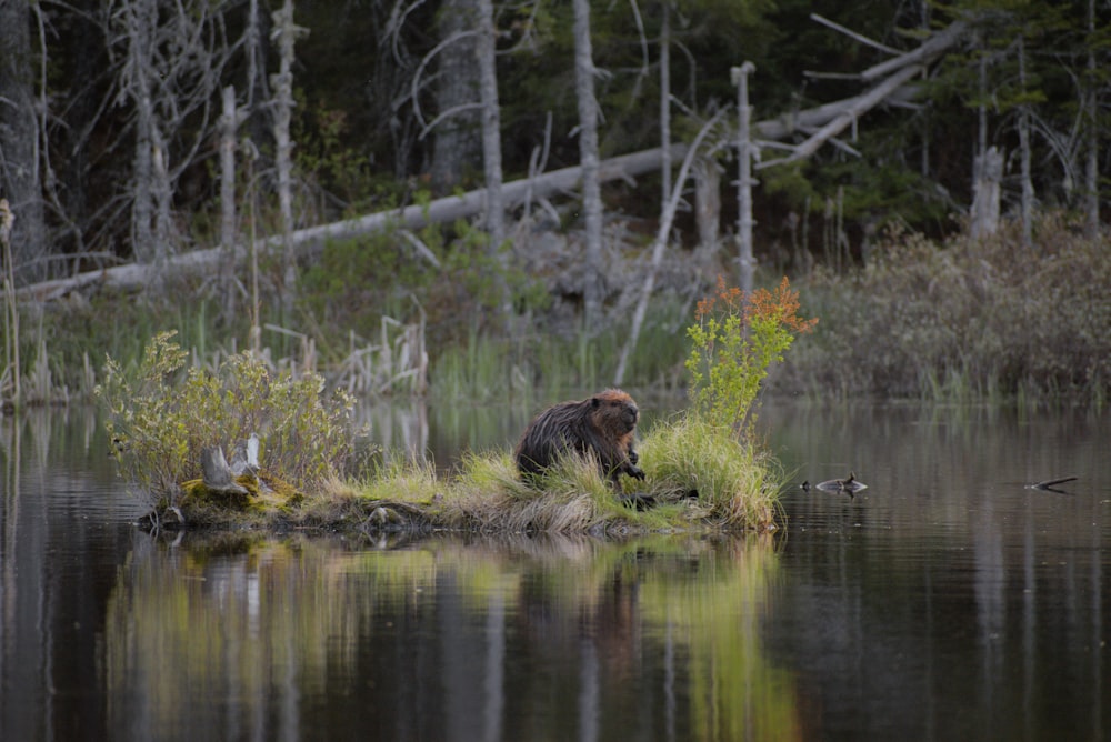 a bear is standing on a small island in the water