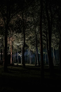 A misty dark forest at night with faint orange glimmers through dense trees.