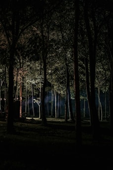 A misty dark forest at night with faint orange glimmers through dense trees.