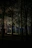 A shadowy forest scene at twilight, evoking the eerie atmosphere of Mary Langley’s novels.