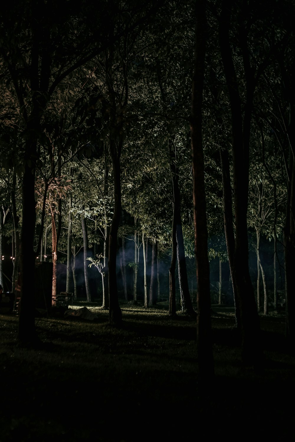 a dark forest filled with lots of trees