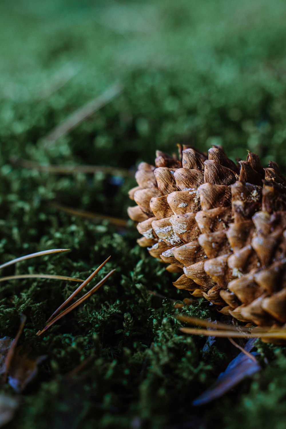 a close up of a pine cone on a mossy surface