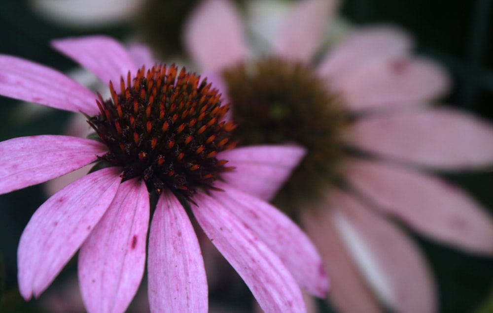 a close up of a pink flower with a blurry background