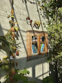 A rustic wooden cabinet mounted on a wall, filled with colorful books. Vibrant green plants with some reddish leaves climb around the cabinet and across the wall, casting intricate shadows in bright sunlight.