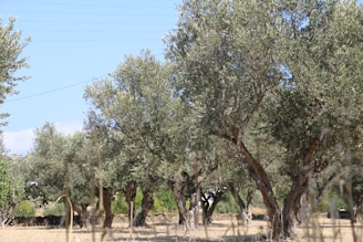 Modern olive grove with advanced agricultural technology under a clear sky.