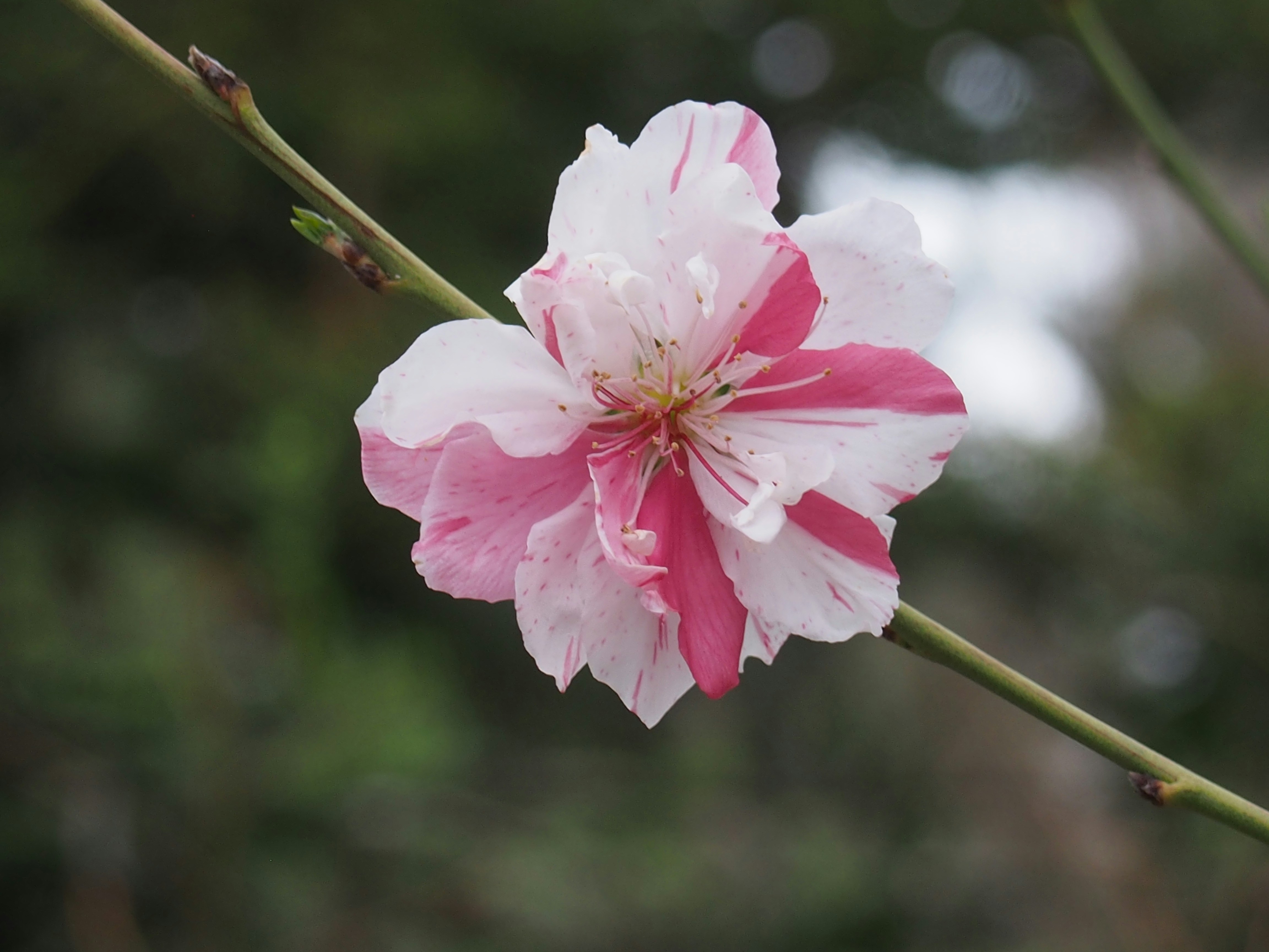 Photo by delassusdesign