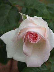 Close-up of a white rose with soft red accents surrounded by greenery.