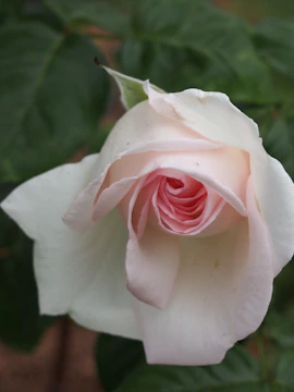 Close-up of a white rose with soft red accents surrounded by greenery.