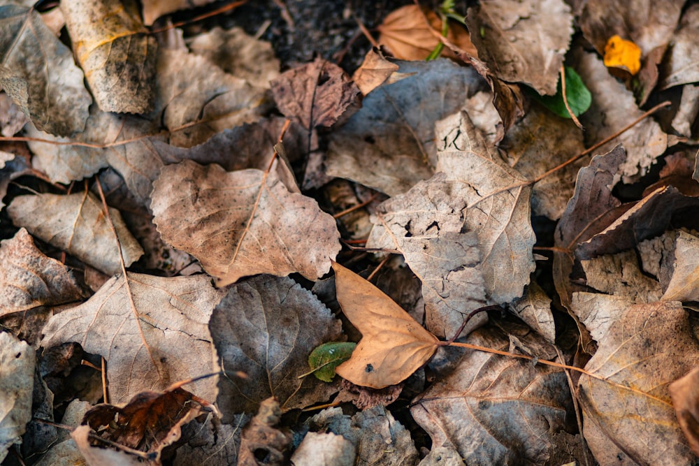 a bunch of leaves that are laying on the ground