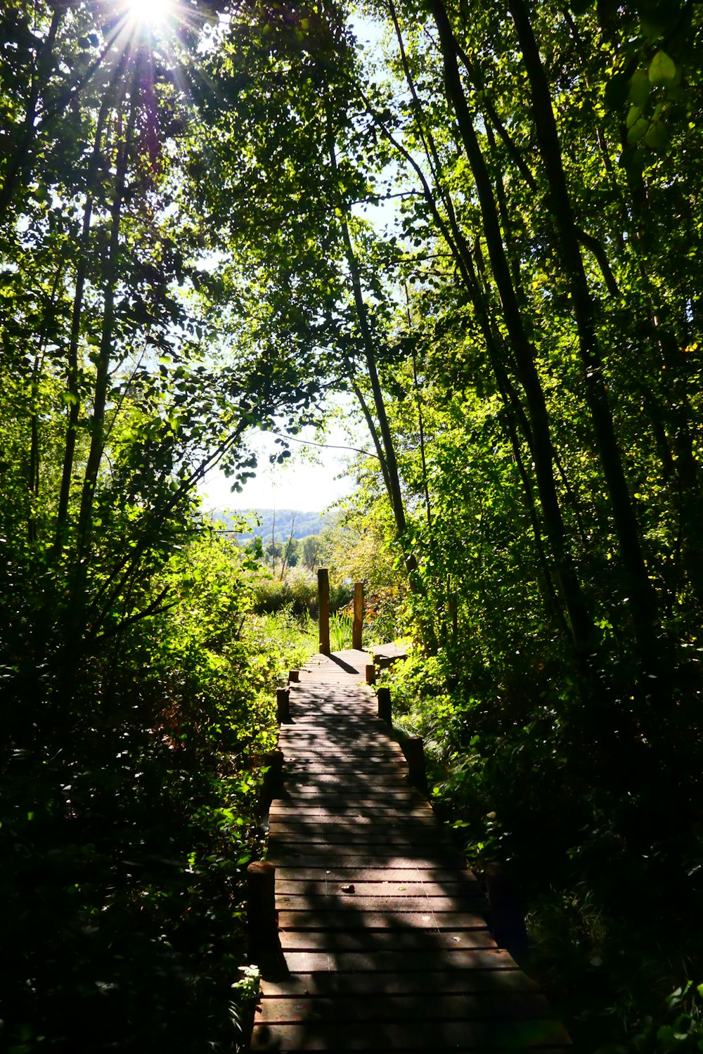 a wooden path in the middle of a forest