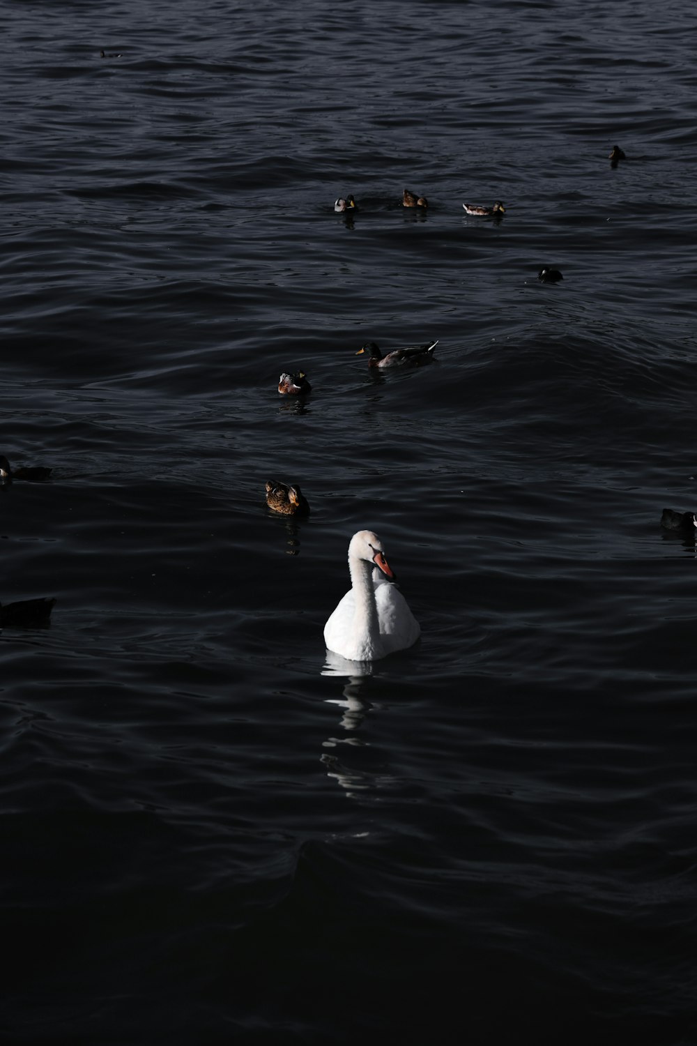 a group of ducks floating on top of a body of water