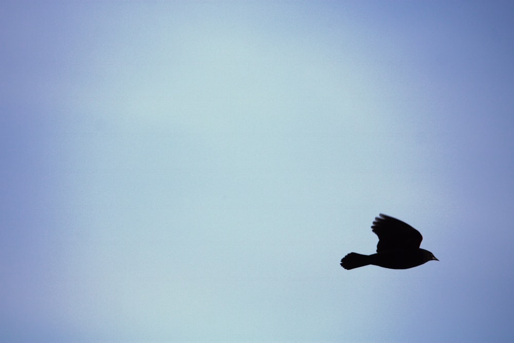 a bird flying in the air with a blue sky in the background