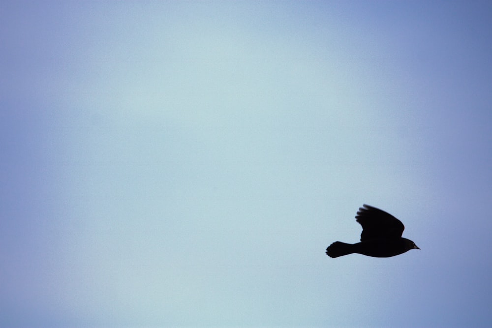 ein Vogel, der in der Luft fliegt, mit einem blauen Himmel im Hintergrund