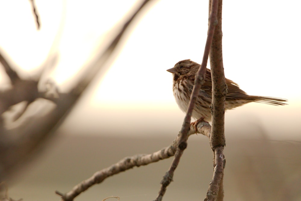 a small bird perched on a branch of a tree