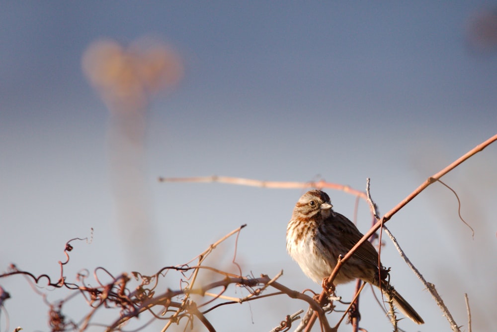 a small bird sitting on top of a dry tree branch