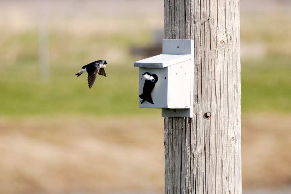 a bird is flying towards a bird house