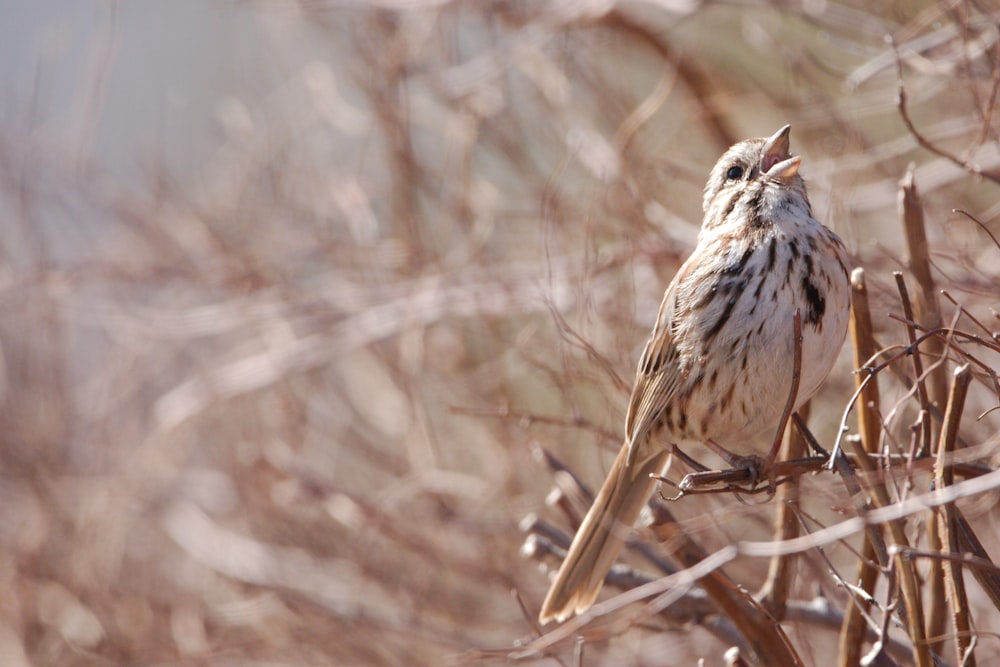 a small bird sitting on top of a dry grass field