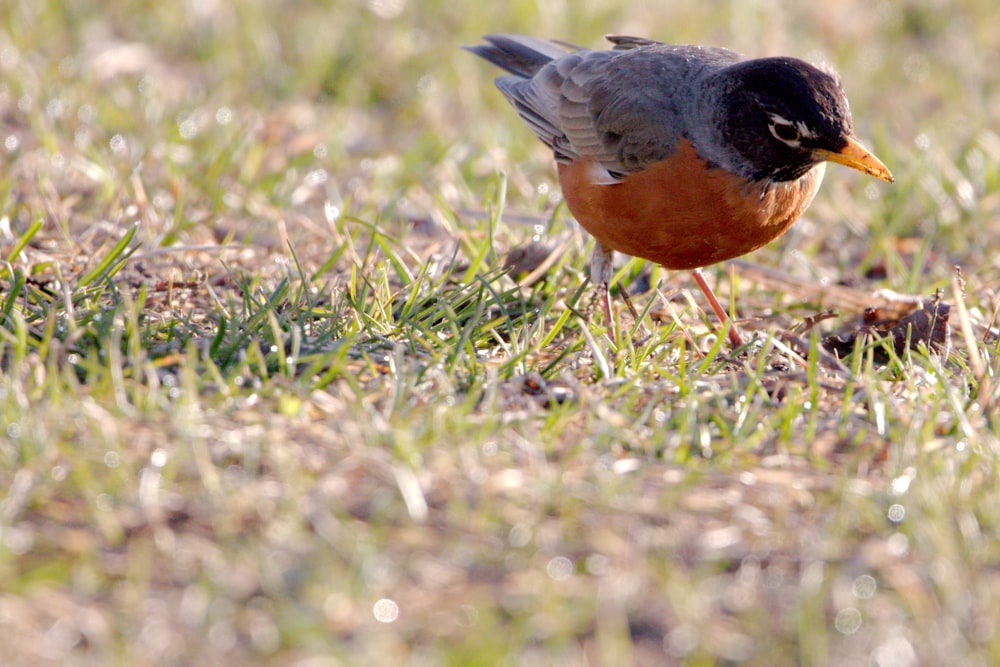 a small bird standing on top of a grass covered field