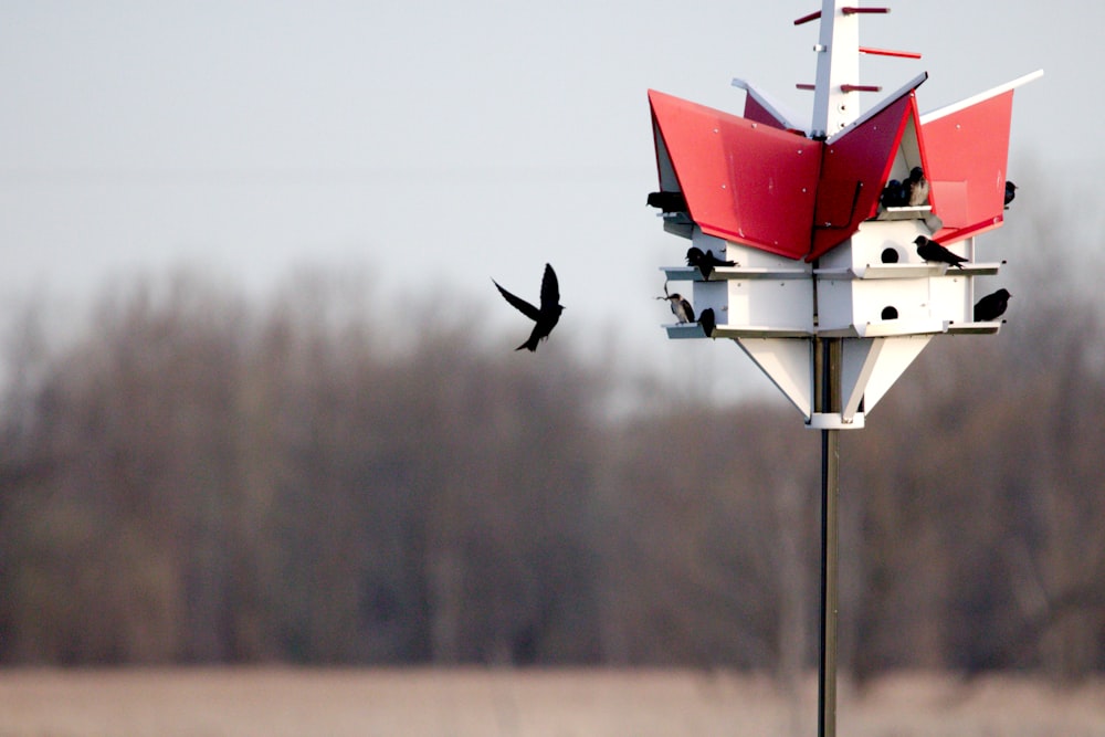 a couple of birds are flying around a bird house