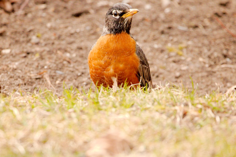 ein kleiner orangefarbener und schwarzer Vogel, der im Gras sitzt