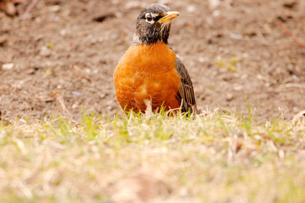 a small orange and black bird sitting in the grass