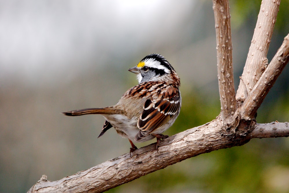 a bird sitting on a branch of a tree