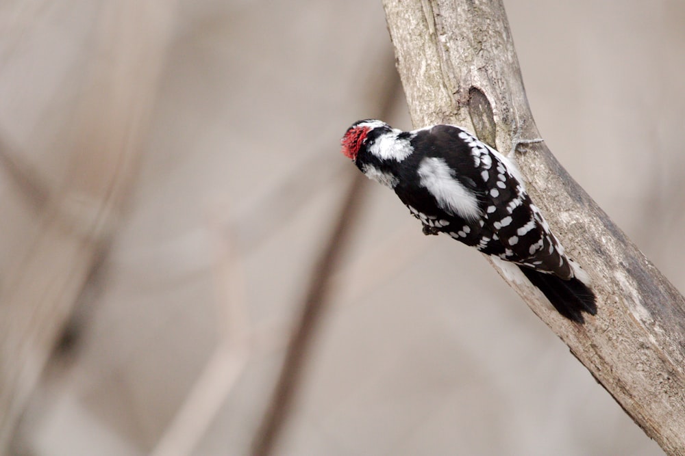 a black and white bird perched on a tree branch