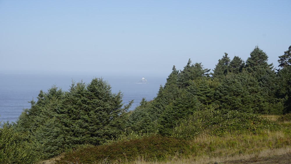 a view of the ocean through the trees