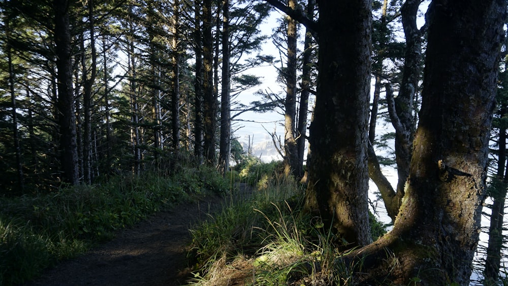 a path in the woods leading to a body of water