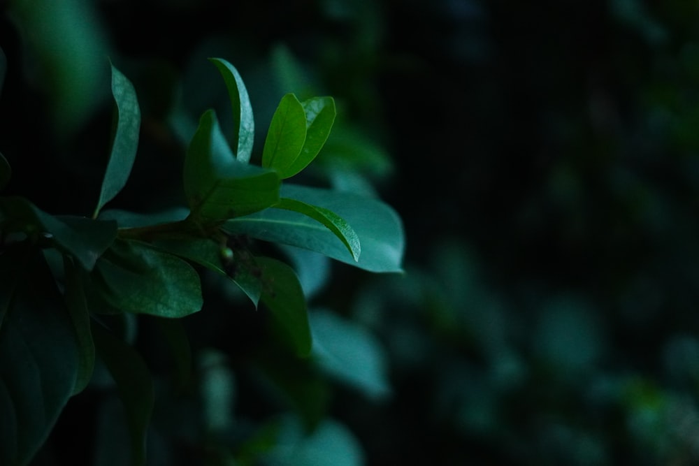 a close up of a green leaf on a tree