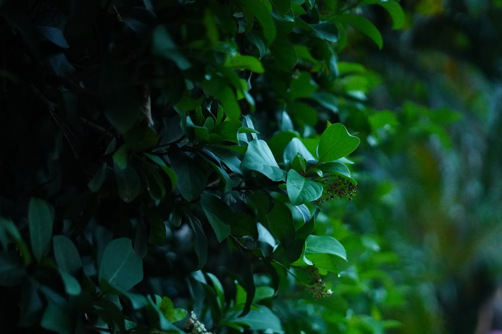 a woman walking down a street next to a lush green forest