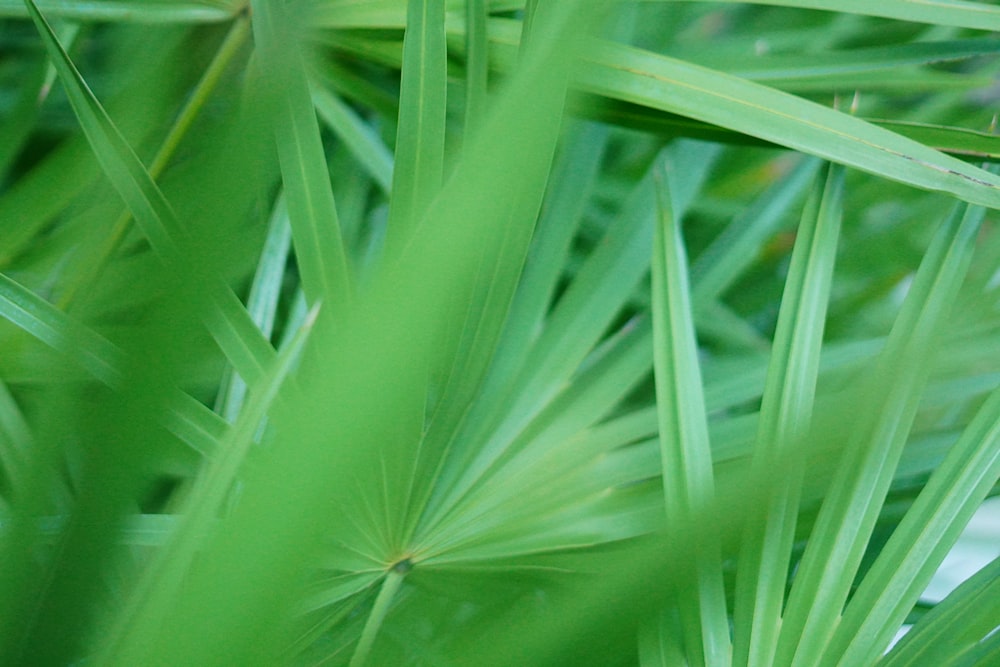 a close up of a plant with green leaves