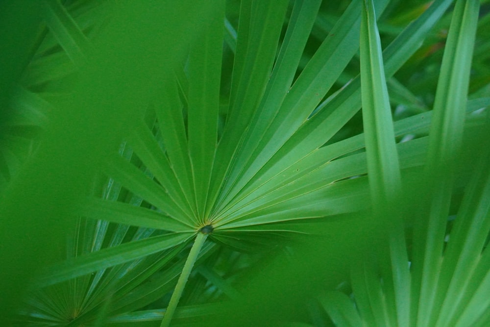 a close up of a green plant with leaves