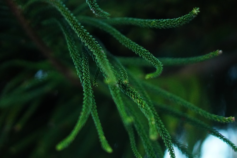 a close up of a green tree branch