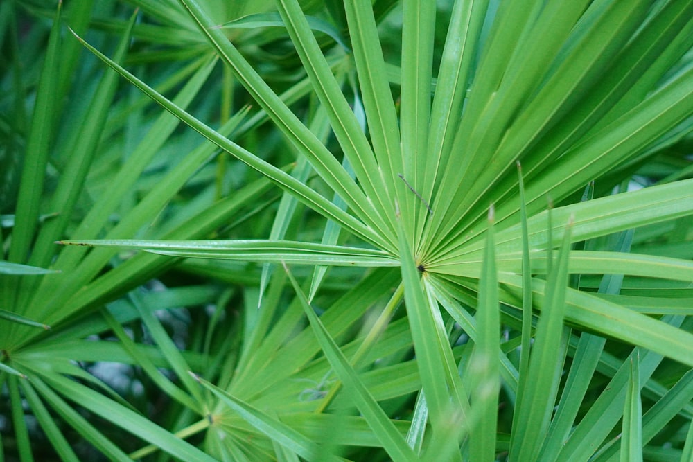 a close up of a green leafy plant