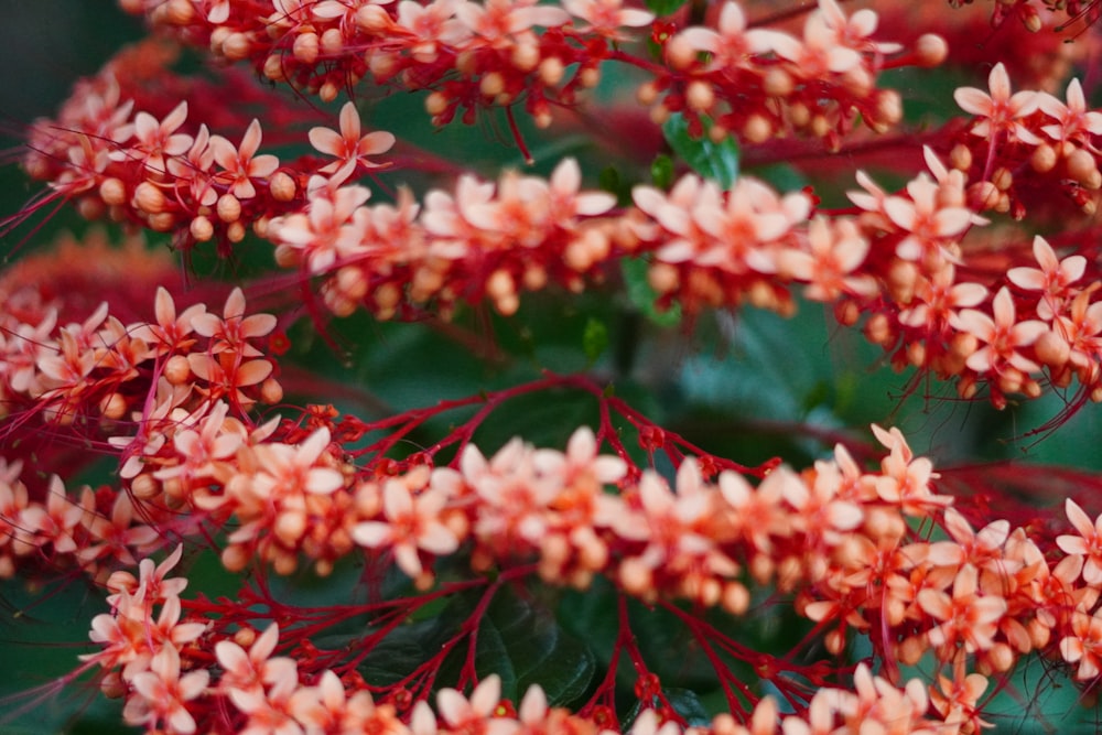 a close up of a bunch of red flowers