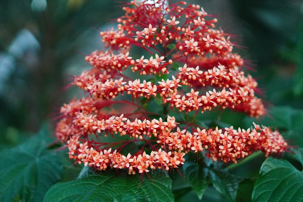 a close up of a flower on a plant