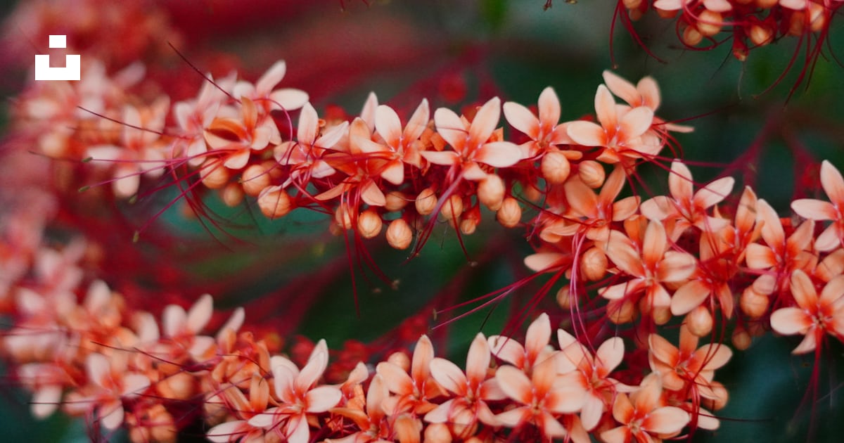 Gros plan d’un bouquet de fleurs rouges photo – Photo Palm Harbor ...