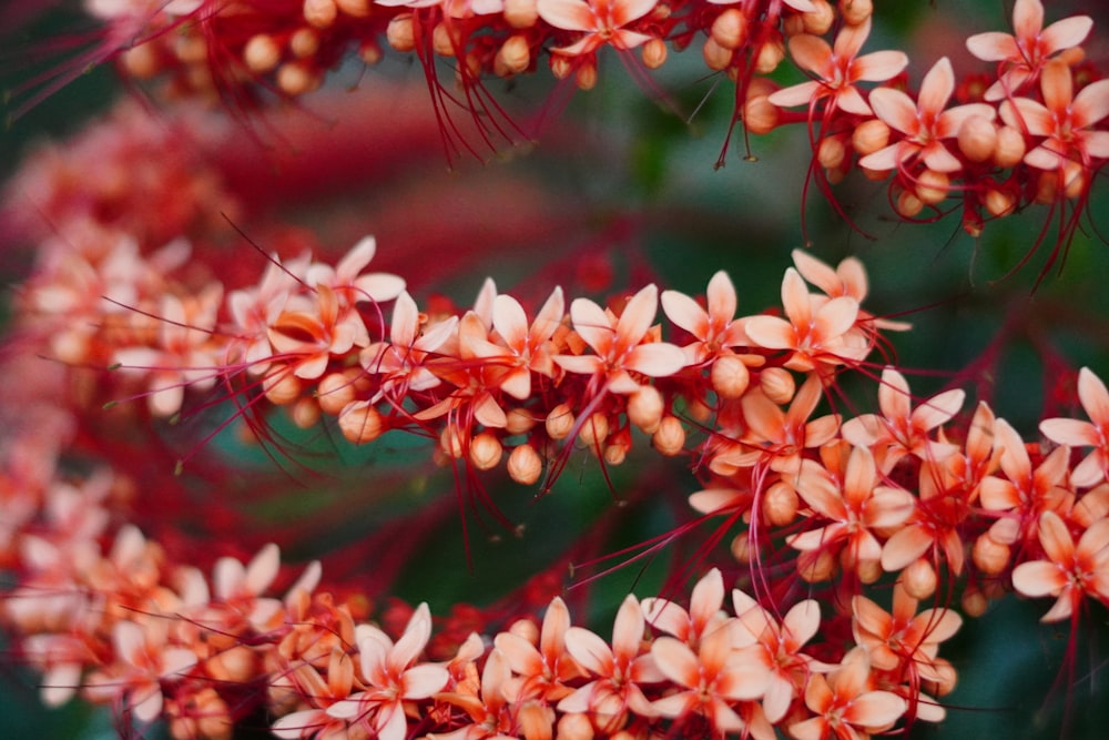 a close up of a bunch of red flowers