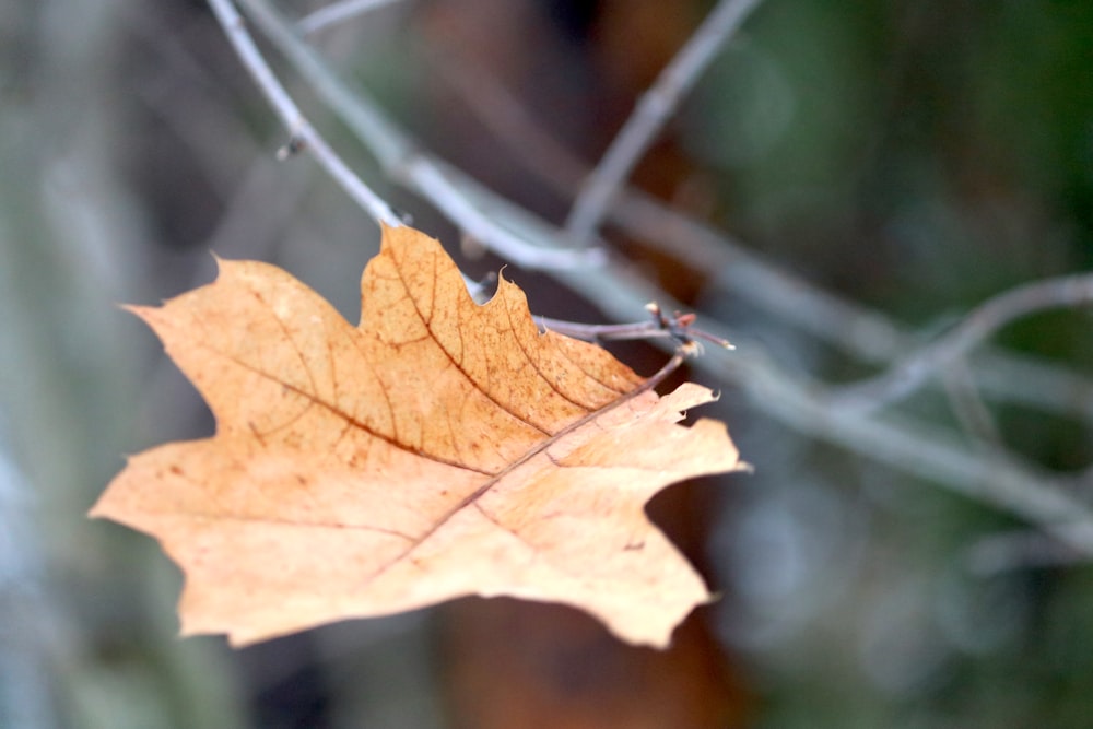 a leaf is hanging from a tree branch