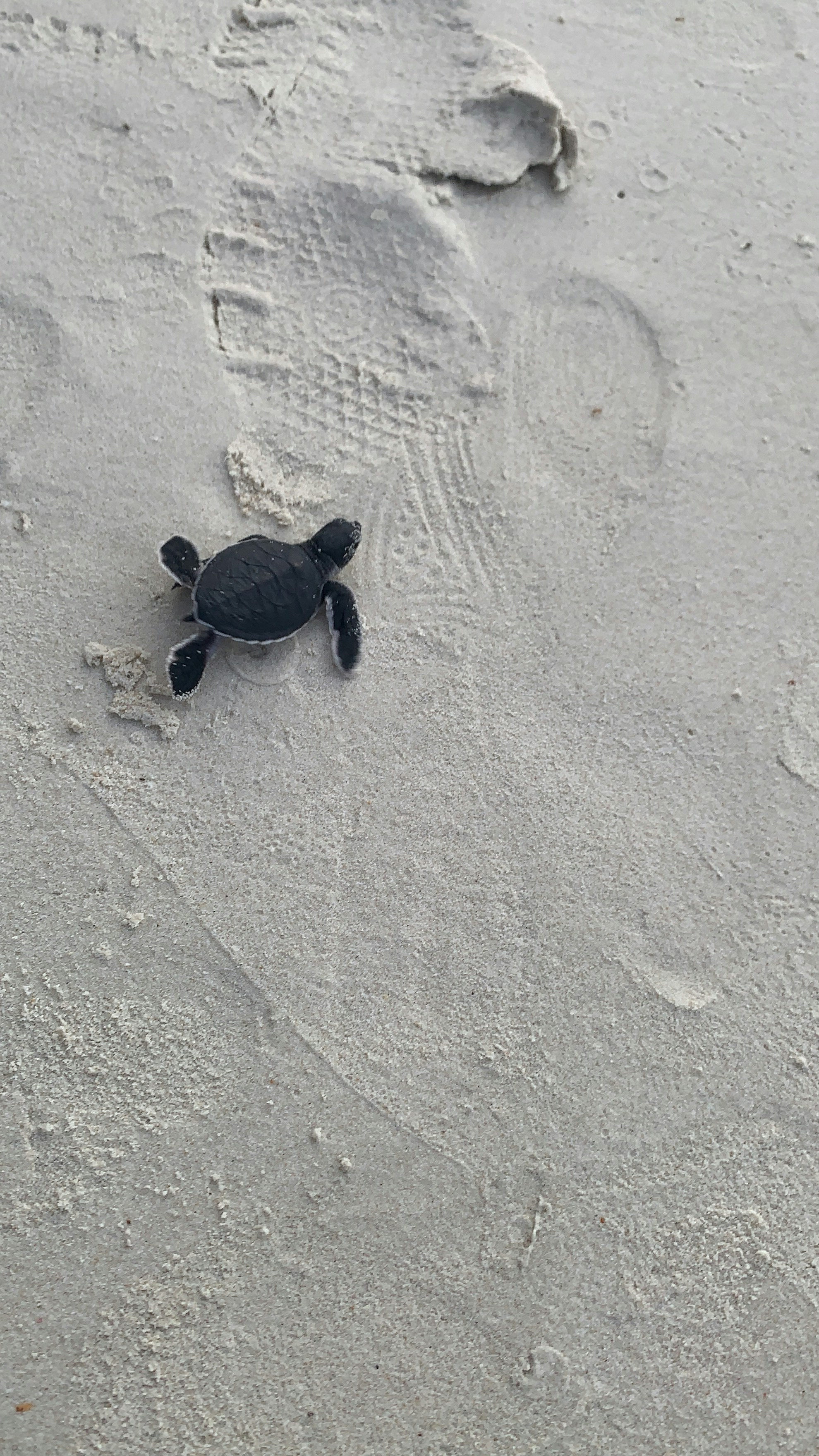 a baby turtle is walking across the sand