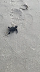 Close-up of a baby turtle making its way to the ocean waves.