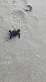 A young turtle crawling on a sandy beach near a pile of collected ocean trash, symbolizing hope and urgent conservation efforts.