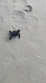 a baby turtle is walking across the sand