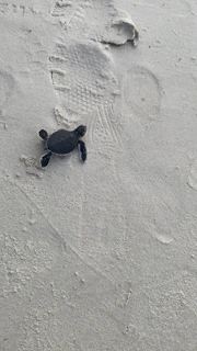 A close-up of a rehabilitated turtle slowly making its way back to a nearby pond.