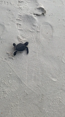 Close-up of a baby turtle making its way to the ocean waves.